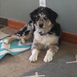 Meet your Posher, Calli